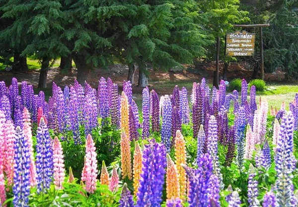 The lupine-rich entry to Helsingfors.