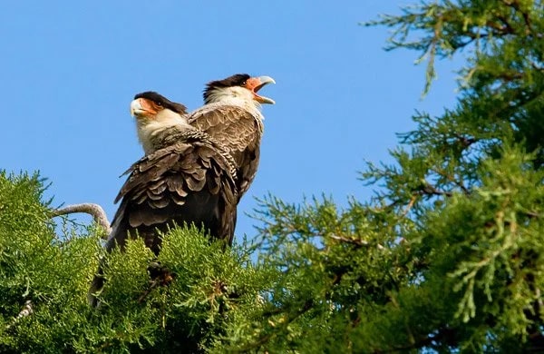 Crested Caracara