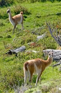 Guanacos