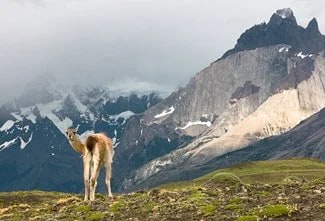 Guanaco - Photo © Carl Amoth