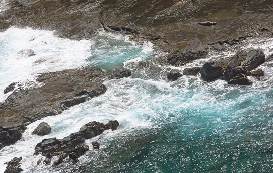 Lone seal basking on the edge of the surf near Hanalei, Kauai - Photo © Carl Amoth