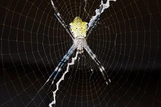 A "zipper" spider - resident bug catcher at The Palmwood Inn - Photo © Carl Amoth