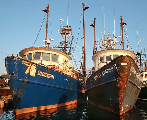 Proud old gals... (Harbor at Menemsha Bight, Martha's Vineyard)