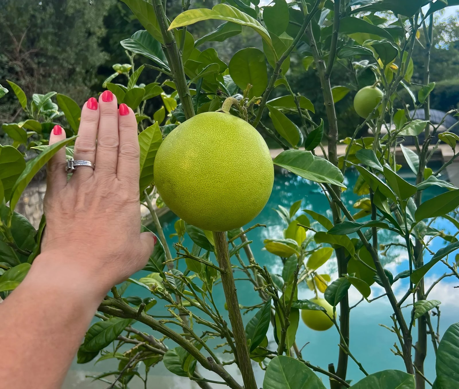 Look at the size of that lemon!