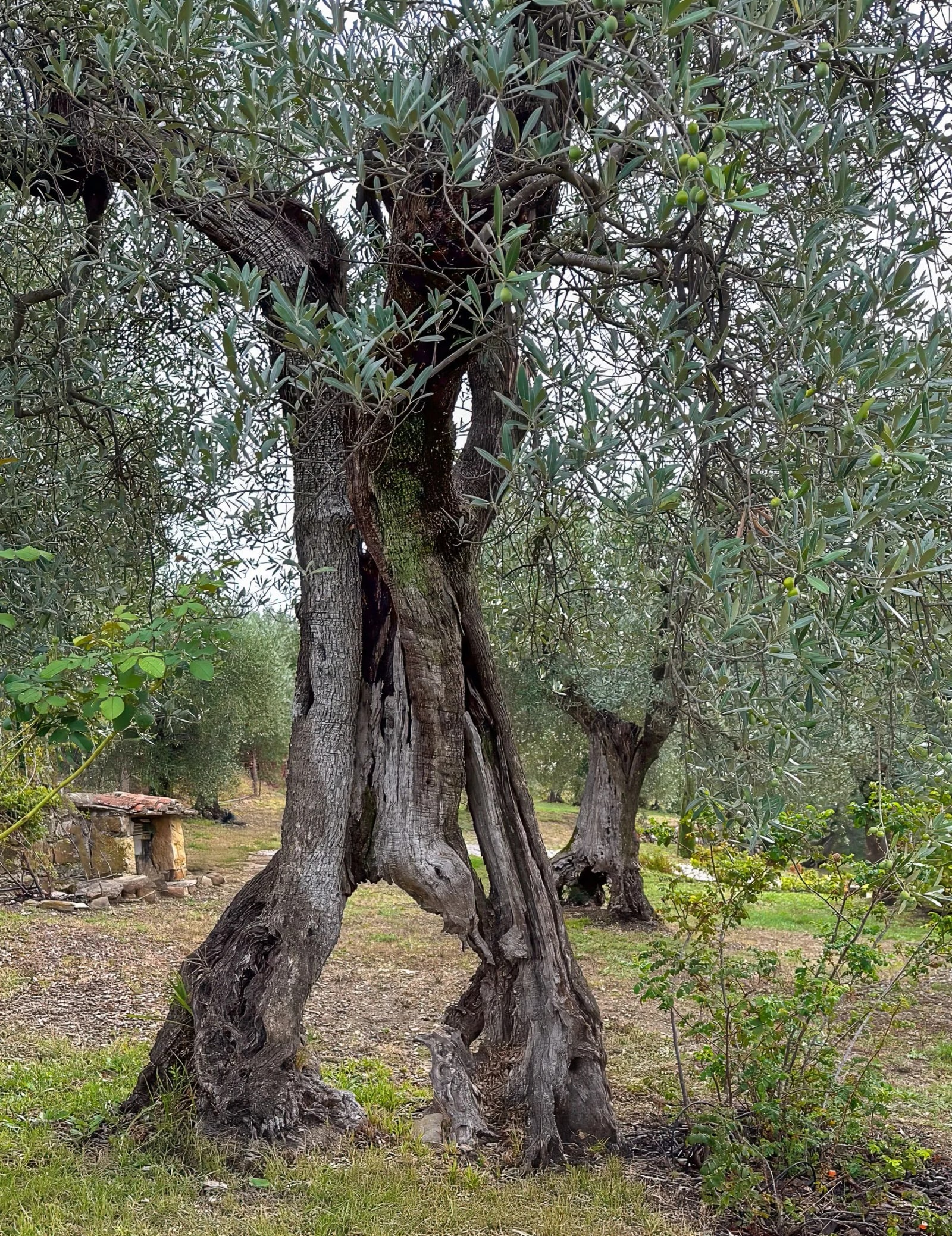 Ancient olive trees