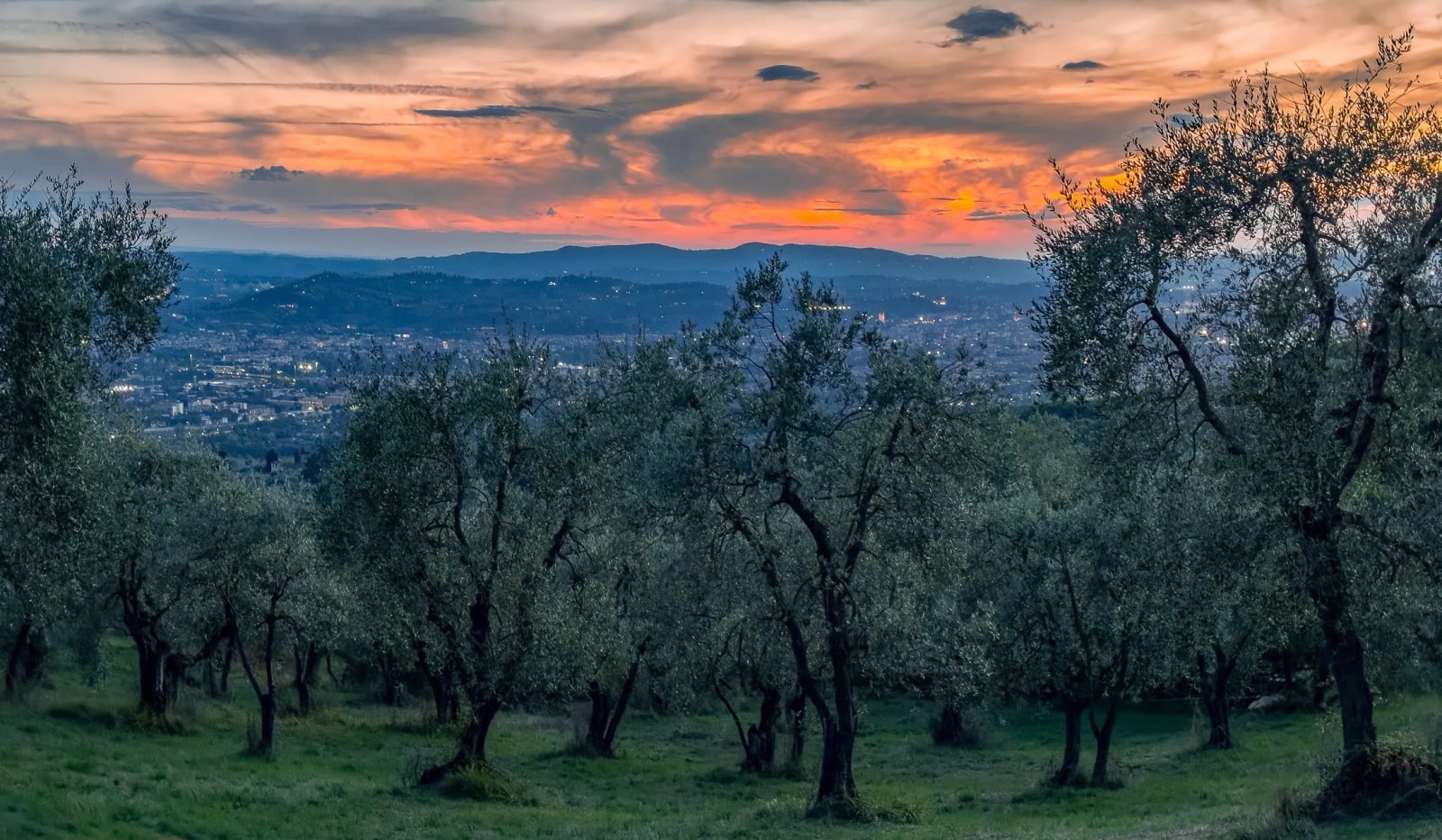 Part of the olive orchard on the villa estate