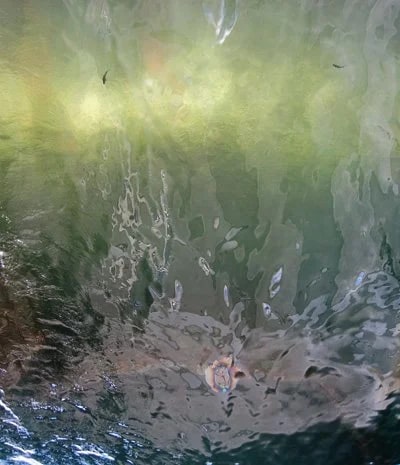 The submerge deck of the USS Arizona. Note the oil still oozing from the ship in the lower middle of the photo. Photo © Carl Amoth