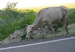 One of the numerous cows along Highway 1 on the drive from La Paz to San Jose del Cabo