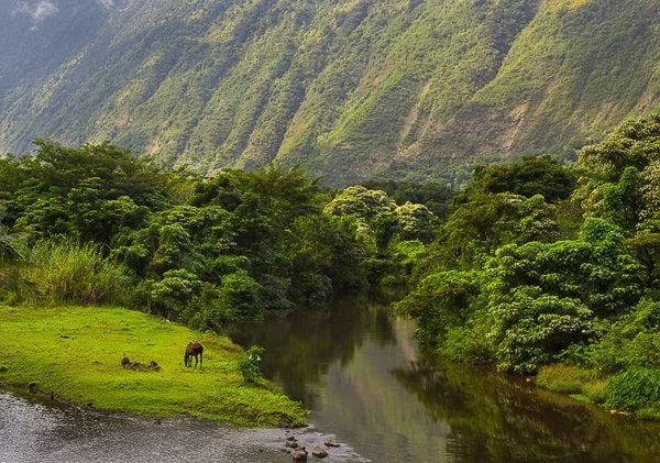 One of the wild horses of the Waipiʻo Valley, Big Island, Hawaii.  © Carl Amoth