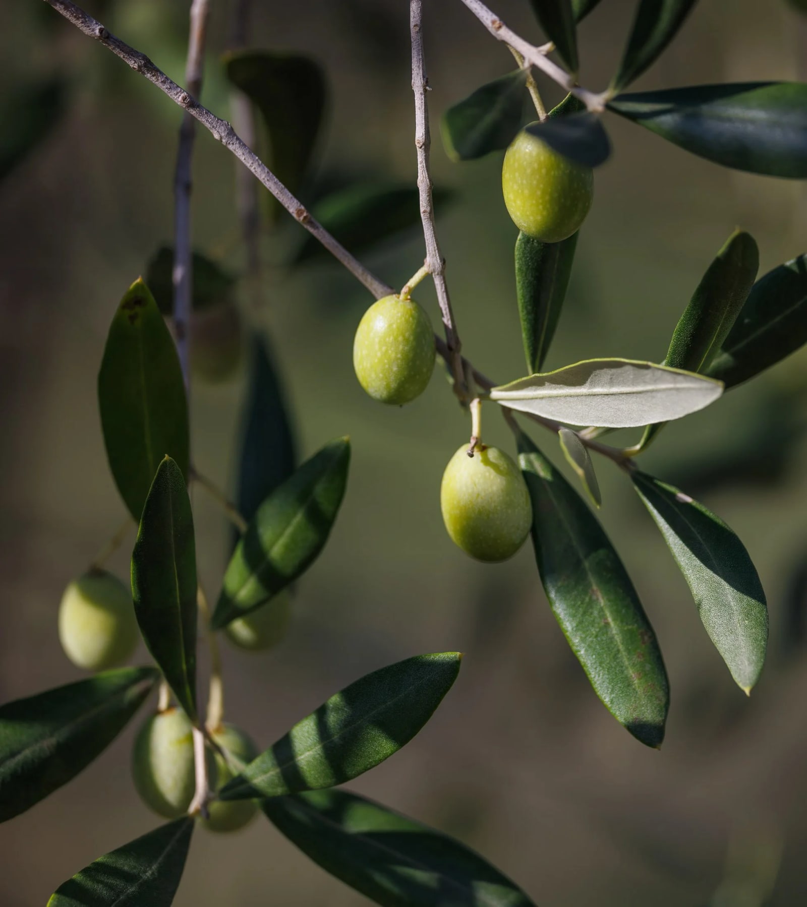 Olives - approaching picking time